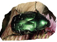 cetonia aurata